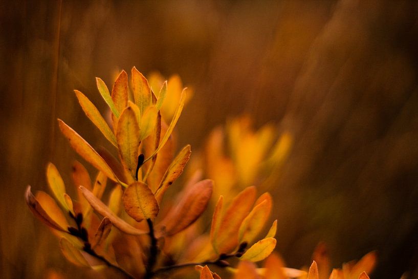 Herbstliche Vegetation von Laura Reedijk