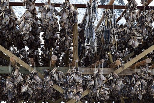 Fischköpfe (Kabeljau) zum Trocknen auf einem Gestell im Schnee
