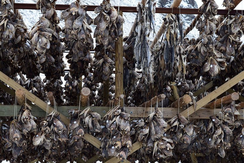 Fish heads (cod) to dry on rack in snow by Studio LE-gals