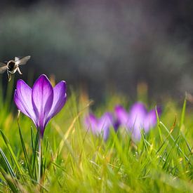 Almost spring by Ronnie Reul