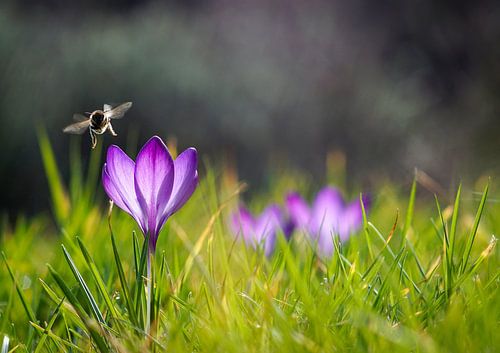 Fast Frühling von Ronnie Reul