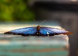 Take a rest by Daniëlle Langelaar Photography