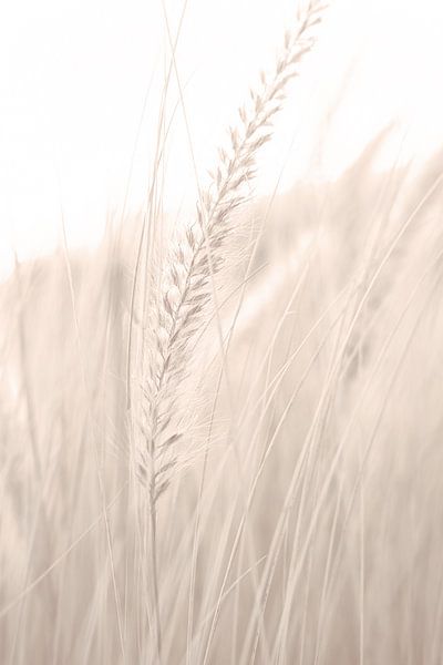 Grass_001 by Pictufy Studio III