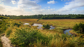 Stenbjerg Klitplantage, Parc national de Thy