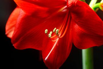 Amaryllis van Thomas Jäger