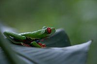 Costa Rica green red eye frog