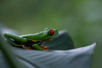 Costa Rica grüner Rote-Augen-Frosch