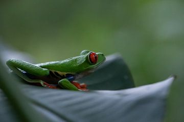 Costa Rica groene roodoogmakikikker van Mirjam Welleweerd
