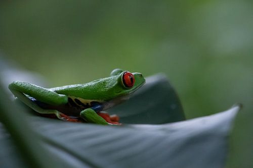 Costa Rica groene roodoogmakikikker