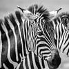 Zebras BW von astrid buys
