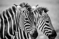 Zèbres BW