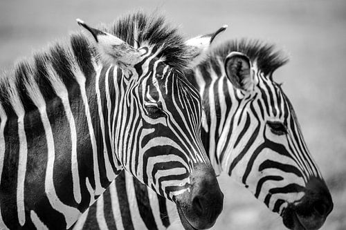 Zebras BW