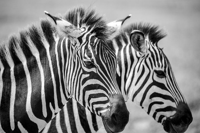 Zèbres BW par astrid buys