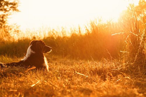 Australien Shepherd