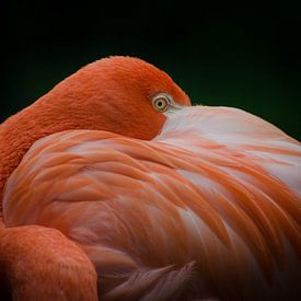 Flamingo by Eduard van Holland