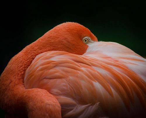 Flamingo  van Eduard van Holland