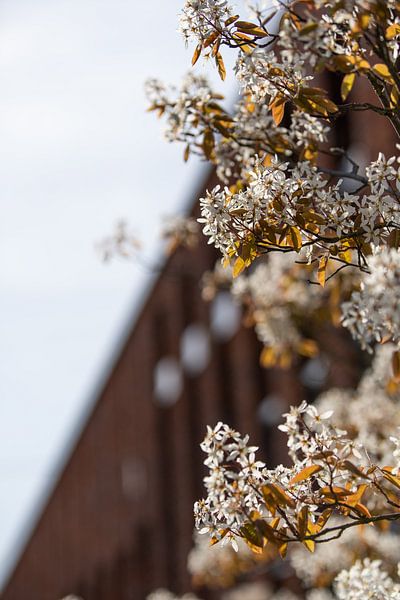 Le printemps à Groningue par Foto's uit Groningen