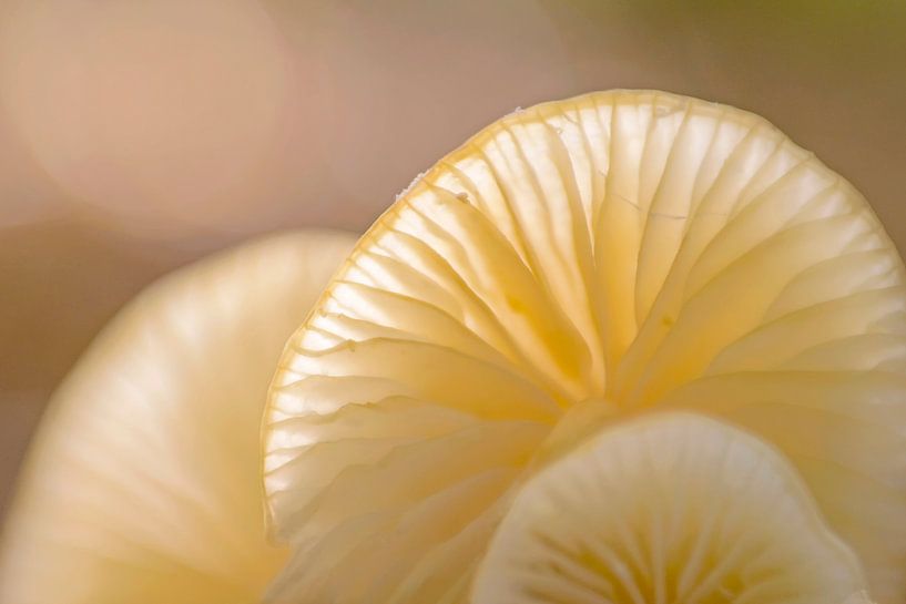 Porcelain mushrooms by Barbara Brolsma