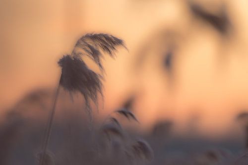 Reed