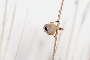 Bearded reedling on a reed cane by KB Design & Photography (Karen Brouwer)