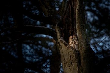 Sleeping Tawny Owl in old tree by Nico  Calandra