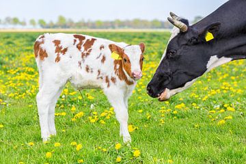 Kop van koe bij pasgeboren kalf in Nederlandse weide van Ben Schonewille