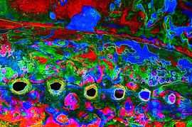 Ojos Seis by De Rover