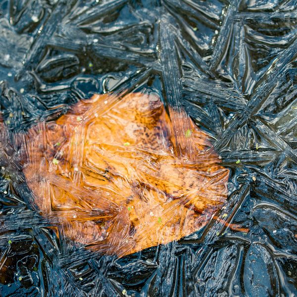frozen by Jeannette Kliebisch