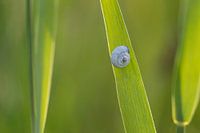 Slakje op het gras