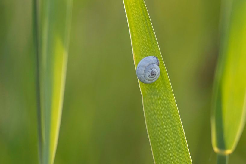 Escargot sur l'herbe par Mireille Breen