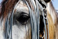 Paardenoog