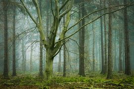 Beuk in mistig naaldbos van Peter Bolman
