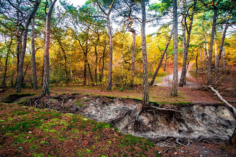 Bos in Schoorlse duinen van jaapFoto