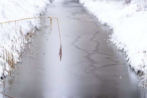 Sloot in de winter met sneeuw en ijs. Het riet boven de sloot.