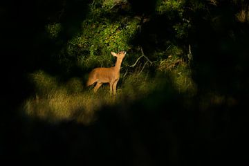 Ziege im Rampenlicht