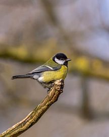 Meisenmaus von Dennis Barneveld