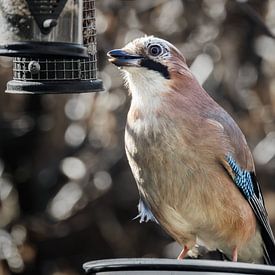 Miam miam ! sur Jan van der Knaap