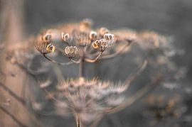 Heteren Teil 36 von Tania Perneel