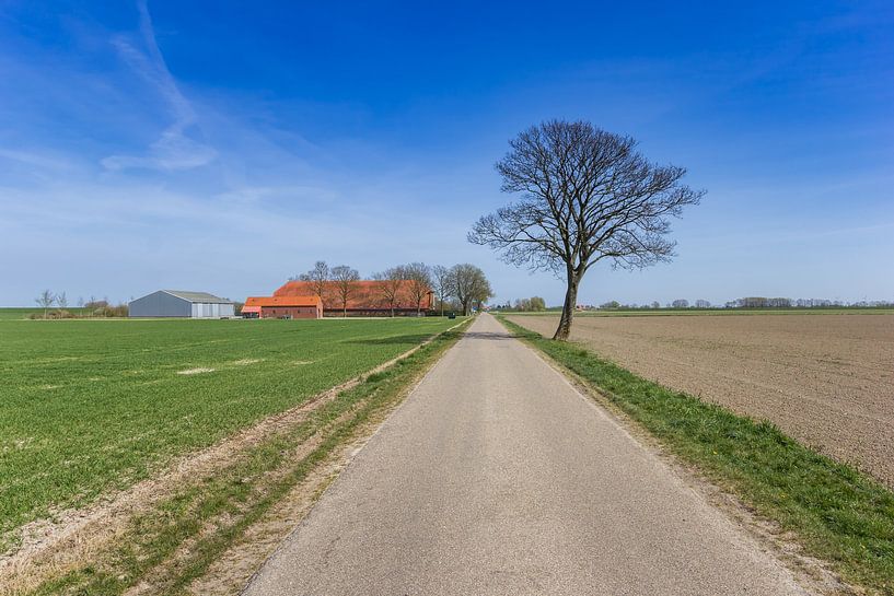 Een boom staat langs een rechte weg in het vlakke landschap van Groningen van Marc Venema