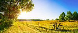 Landschap in de zomer
