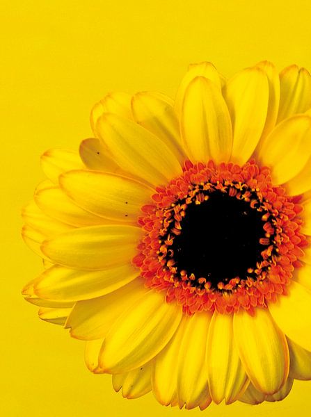 Image d'une fleur jaune/orange. par Therese Brals