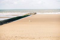 Dog at the beach on the Belgian coast.