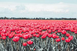 Champ de tulipes néerlandais avec des tulipes roses à Drenthe