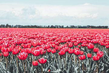 Hollands tulpenveld met roze tulpen in Drenthe van Denise Tiggelman