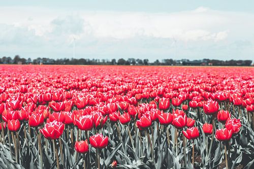 Dutch tulip field with pink tulips in Drenthe