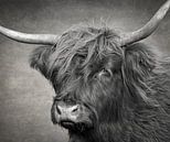 Kopf einer schottischen Highlander-Kuh in Schwarz und Weiß von Marjolein van Middelkoop Miniaturansicht