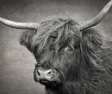 Head of Scottish Highlander cow in black and white