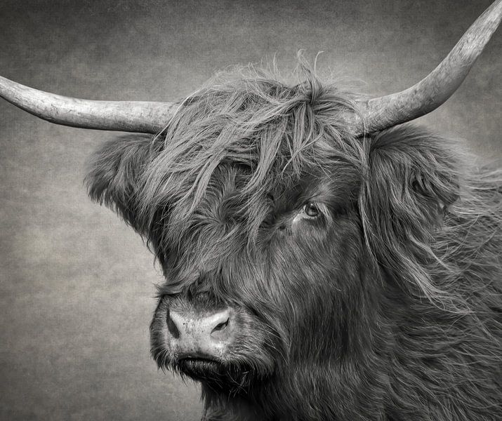 Kopf einer schottischen Highlander-Kuh in Schwarz und Weiß von Marjolein van Middelkoop
