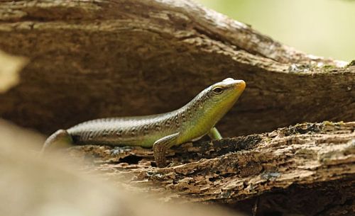 Skink