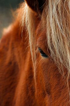 Cheval dans le calme et la tranquillité